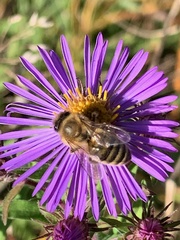 Apis mellifera