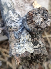 Polymixis flavicincta