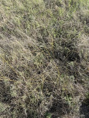 Pediomelum linearifolium