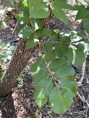 Carya texana