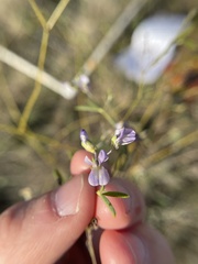 Pediomelum linearifolium