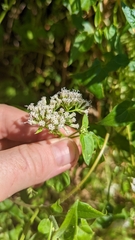 Mikania scandens