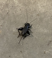 Gryllus pennsylvanicus