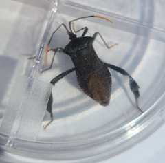 Acanthocephala terminalis