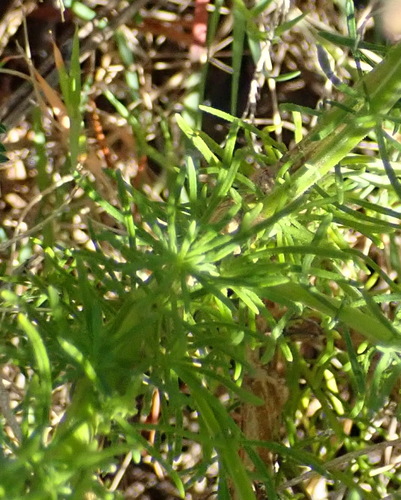Image of Hebenstretia integrifolia by (c) Nicola van Berkel, some rights reserved (CC BY-SA)