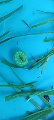Trichoplusia ni