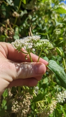 Mikania scandens