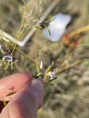 Pediomelum linearifolium