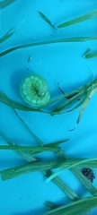 Trichoplusia ni