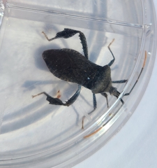 Acanthocephala terminalis