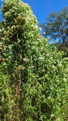 Mikania scandens