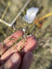 Pediomelum linearifolium