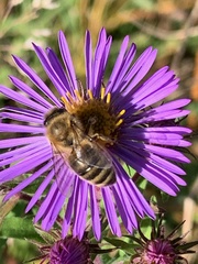 Apis mellifera