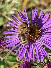 Apis mellifera