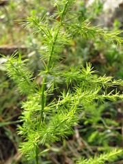 Asparagus setaceus