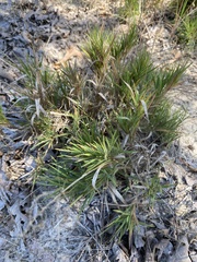 Dichanthelium acuminatum