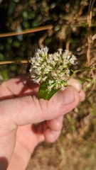 Mikania scandens