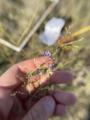 Pediomelum linearifolium