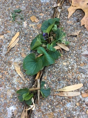 Viola
