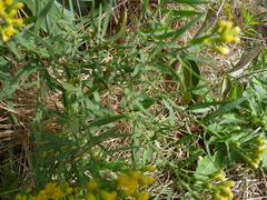 Euthamia caroliniana