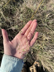 Pediomelum linearifolium