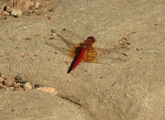 Diplacodes haematodes
