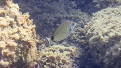 Diplodus puntazzo