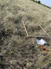 Pediomelum linearifolium