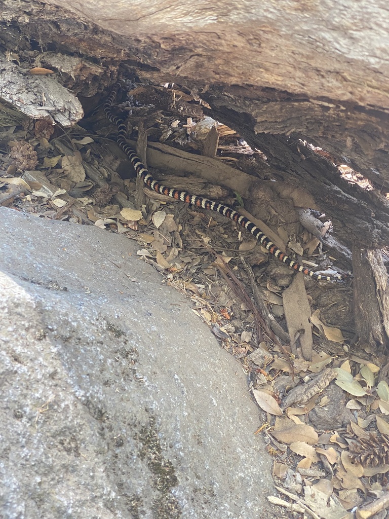 California Mountain Kingsnake In June 2022 By Azuresky INaturalist   Large 