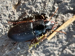 Harpalus rubripes