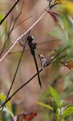 Somatochlora linearis