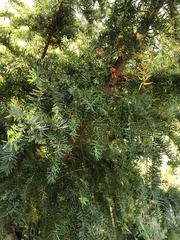 Taxus baccata