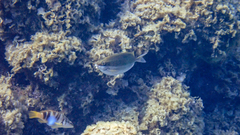 Siganus luridus