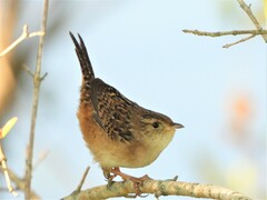 Cistothorus stellaris