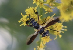 Trichopoda plumipes