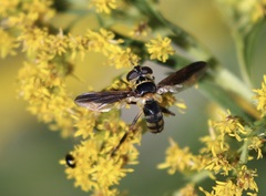 Trichopoda plumipes