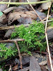 Kindbergia praelonga