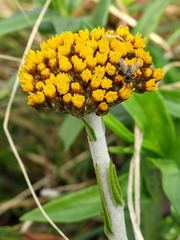 Helichrysum