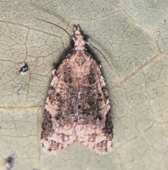 Platynota exasperatana