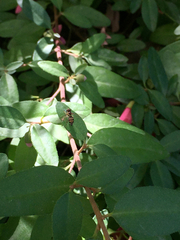 Toxomerus occidentalis