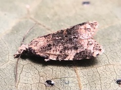 Platynota exasperatana