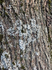 Myelochroa aurulenta