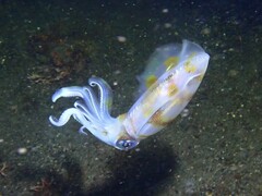 Sepioteuthis lessoniana