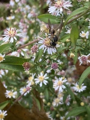 Vespula
