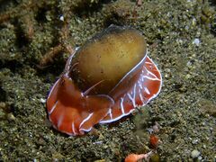 Naticarius orientalis