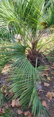 Arecaceae