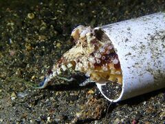 Amphioctopus marginatus
