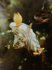 Hypselodoris zephyra