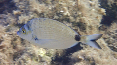 Diplodus puntazzo