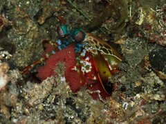 Odontodactylus scyllarus